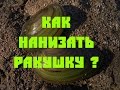 Как нанизать ракушку? Сом_Елец