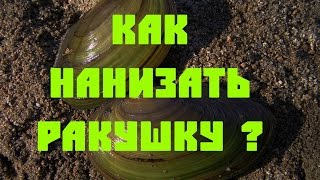 видео: Как нанизать ракушку? Сом_Елец картинка: Как нанизать ракушку? Сом_Елец