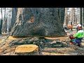 World's Dangerous Cutting Huge Tree Skills With Chainsaw, Incredible Fastest Tree Felling Skills