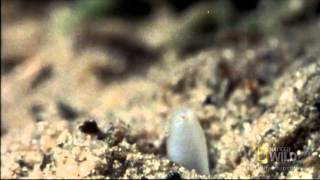 World's Weirdest   Clams vs  the World