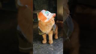 cat fashion🧢🧢🎓#AdorableCat #CatFashion #Meow #CutePets #KittenVideo #FunnyKitten #CatLover #Shorts