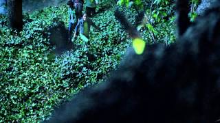 Light Show PSA Discover the Forest
