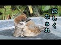 水浴びをするチュンがメッチャ可愛い 【すずめ日記】