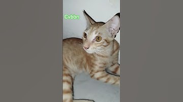 #القرآن_الكريم #راحة_نفسية #تلاوة_خاشعة #cat #cuteanimal #kitten #surahalmulktilawat #cutecat