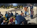 Cow qurbani season 2026 second last night #trend #vlog