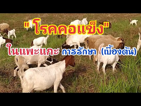 💥โรคคอแข็ง💥 ในแพะแกะ การรักษา(เบื้องต้น) by ชีลองฟาร์ม