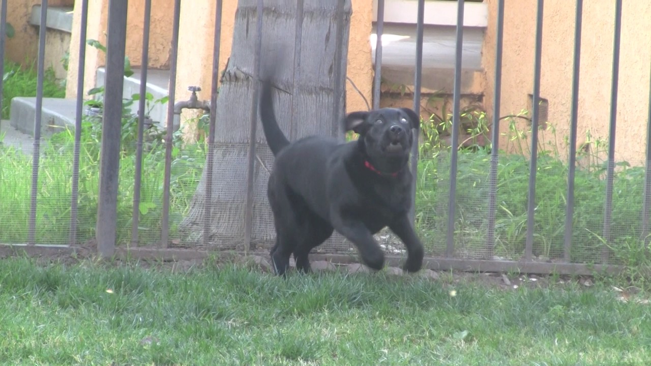 download bow wow dog download bow wow dog