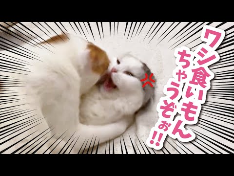 超凶暴化した先住猫に襲われる子猫【おしゃべりする猫】