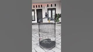 Masteran Pleci GAZA Nembak Love bird#shorts