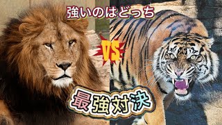 動画最強対決！ライオンvsトラ 強いのはどっち！？ screenshot 5