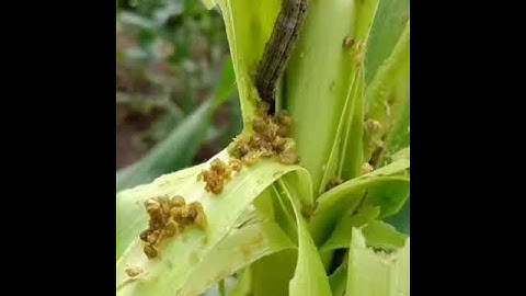 Fall army worm on maize crop