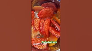 cá đĩa bồ câu đỏ I cá đĩa bồ câu vàng loại đẹp #aquarium #cacanh #cadiadep #cadiaduythanh #cadia