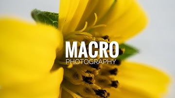 FLOWER MACRO PHOTOGRAPHY | EDITED IN SNAPSEED AND LIGHTROOM