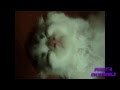 Funniest Cat, Самый смешной кот