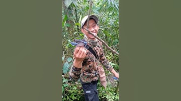memikat burung rambatan paruh merah bersama sehu