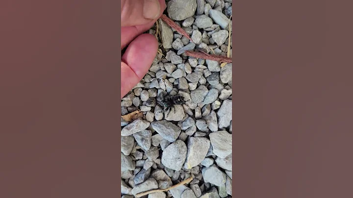 how to train a little jumping spider