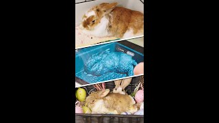 3dscanning for Easter Rabbit