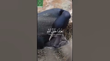قرآن كريم📖 سورة لقمان الآية 11🙏🏽🙏🏽