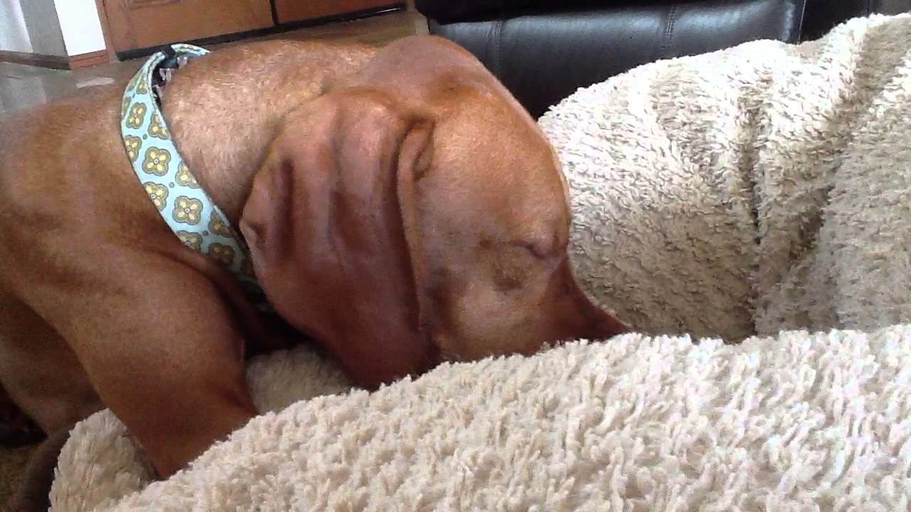 Resultado de imagen para vizsla humps