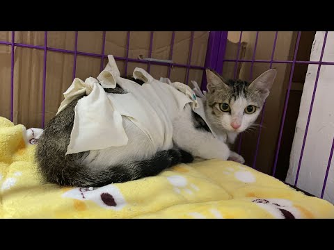 Видео: Защо котката ми губи коса? Косопад при котки