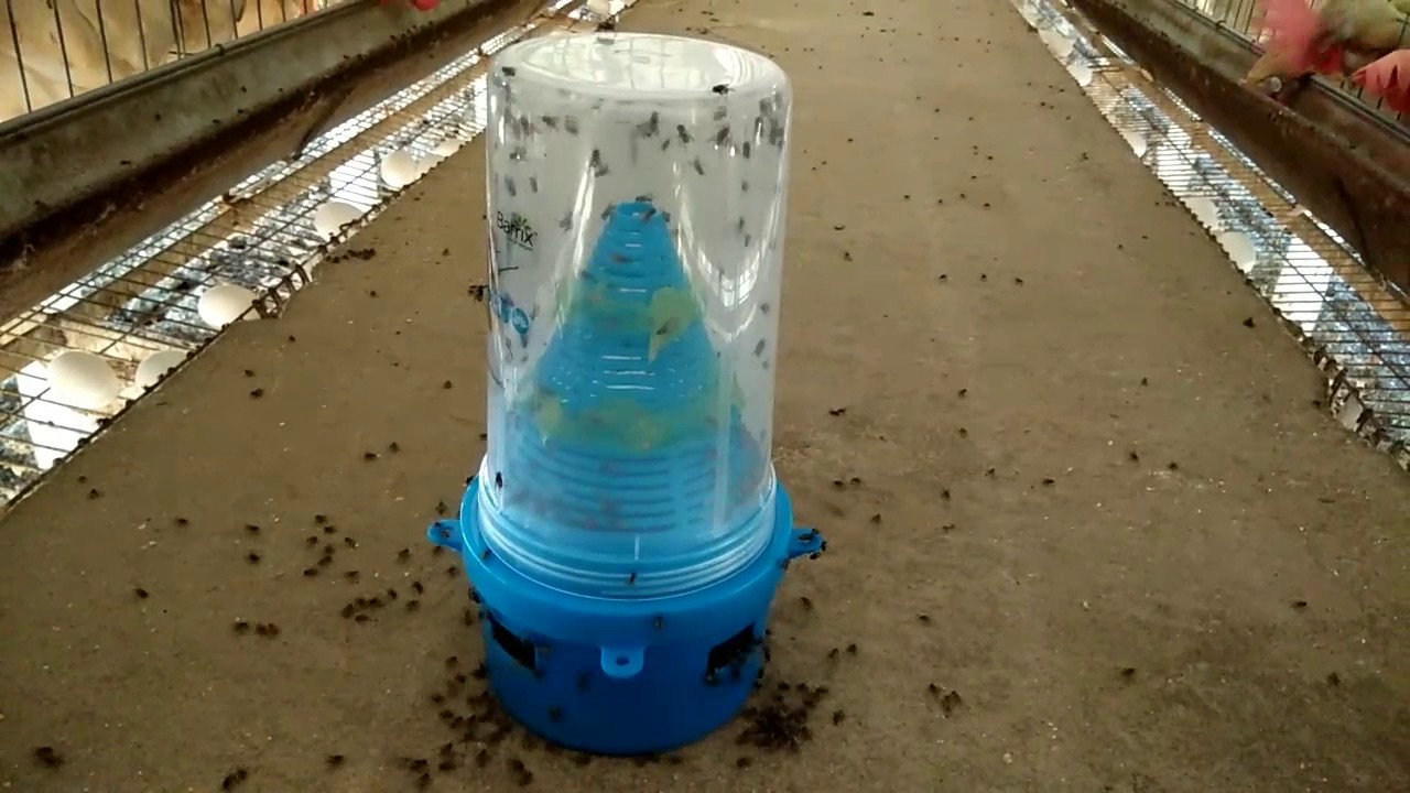 House Fly Trap Youtube