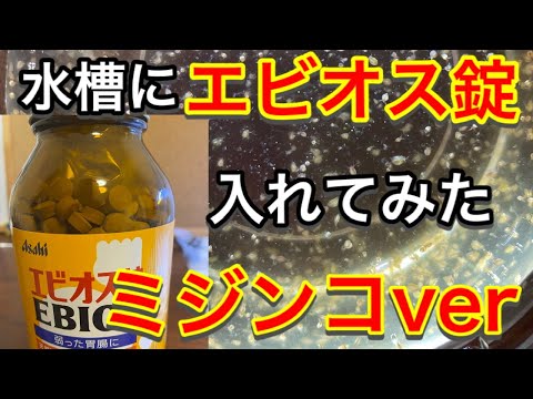 水槽にエビオス錠入れて見た ミジンコver Youtube