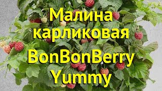 Малина карликовая Бон Бон Берри Ямми. Краткий обзор, описание rubus idaeus BonBonBerry Yummy