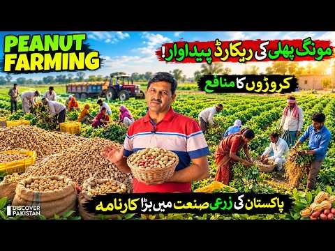 Pakistan’s Big Achievement | New World Record in Peanut Farming | Discover Pakistan