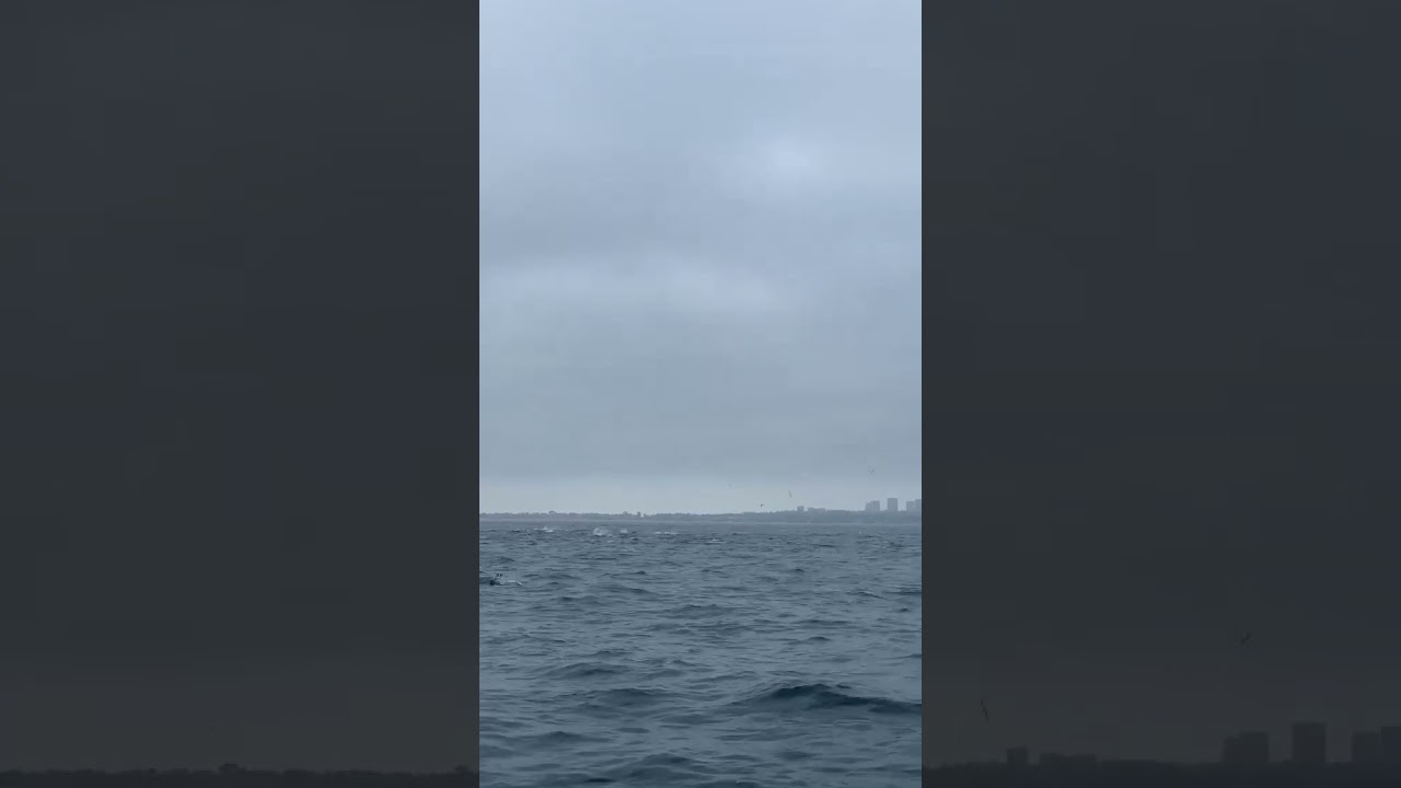 Bluefin tuna | Fishing