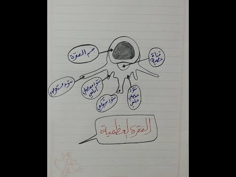 أحياء 3 ثانوي رسومات الأحياء رسمة 20 من 31 تشريح العقدة الليمفاوية أ أمل منير أ حسن محرم Youtube
