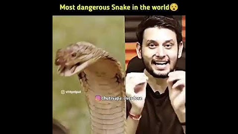 दुनिया का सबसे जहरीला साँप😃world