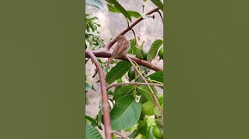 Singing nightingale 🐦♥️✨️ || The best bird song 🐦 || #shorts​ #birds​