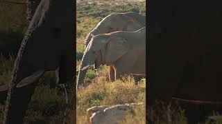 Is This The Best Safari Near Cape Town?