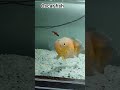 Oreng Oscer fish