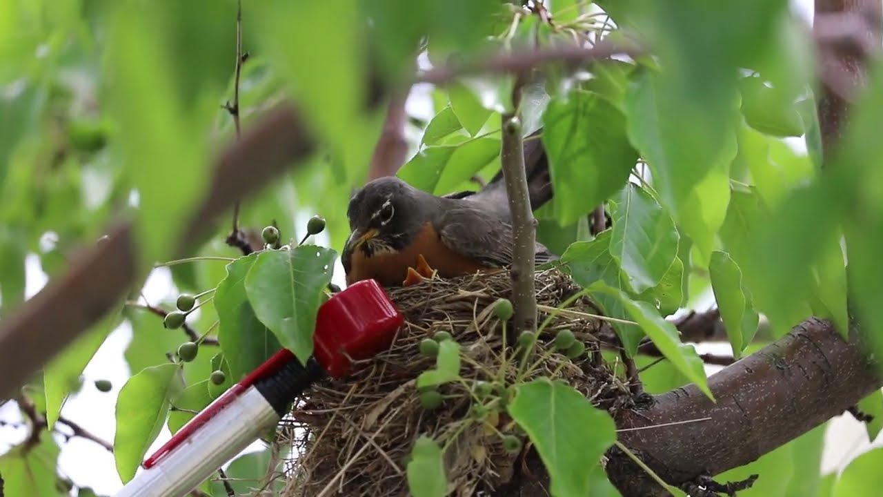 Feeding the Robins YouTube