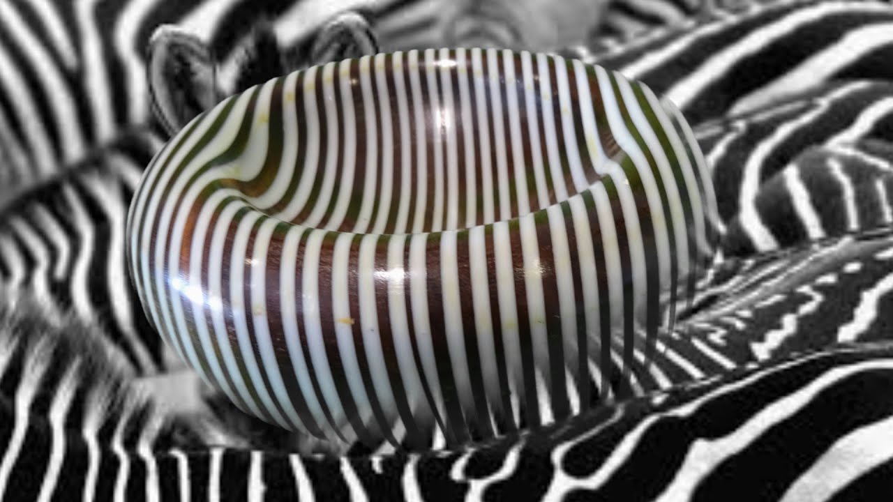wood turning bowl zebra illusion