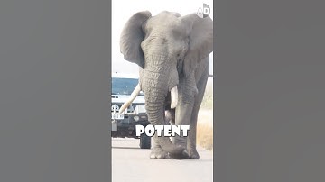 Olifant in Musth is de gevaarlijkste! #dieren #afrikaanseolifant