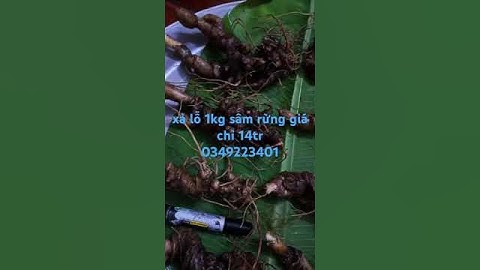 Xả lỗ lô sâm rừng #sâm_ngọc_linh #sâm_ngọc_linh_rừng #sâm_ngọc_linh #sâm_ngọc_linh_rừng