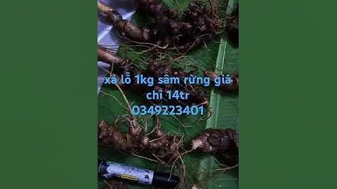 Xả lỗ lô sâm rừng #sâm_ngọc_linh #sâm_ngọc_linh_rừng #sâm_ngọc_linh #sâm_ngọc_linh_rừng