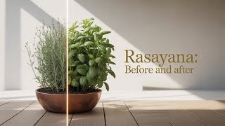 Rasayana Ingredients Revealed Powerful Herbs for Complete Rejuvenation