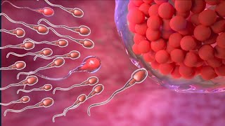 Fertilization Explained: How New Life Begins, Pregnancy, Conception Explained, Sperm and Egg Fusion
