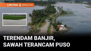 Terendam Banjir Selama Sepekan, 2.070 Hektare Sawah Terancam Gagal Panen | Liputan 6 Bandung