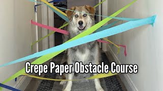 Huskies Try A Paper Streamer Obstacle Course