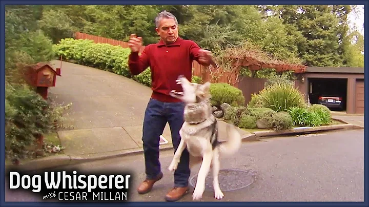 Cesar Attacked By Aggressive Malamute Mix! | Full Episode S4 Ep16 | Dog Whisperer
