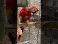 Scarlet Macaws Scottie &amp; Louie eating supper!