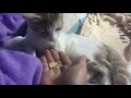 Cat eating Pringle’s 😊