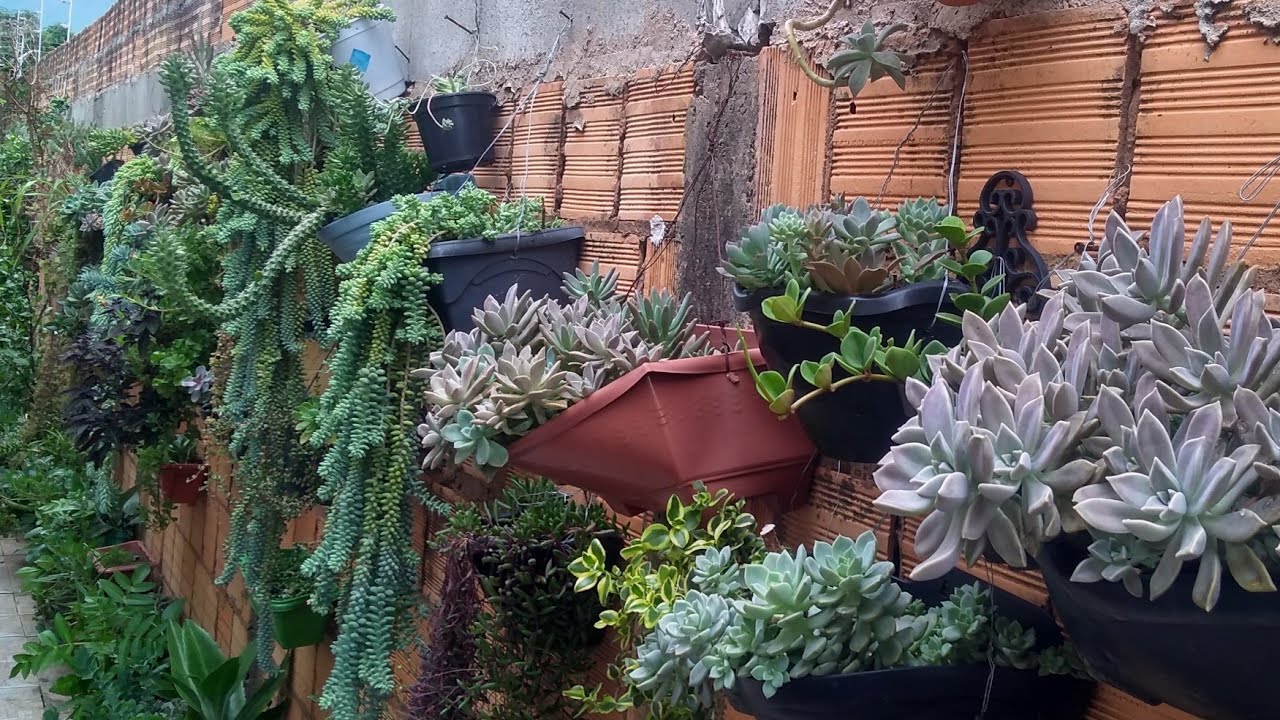 #suculentas