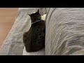 #cat