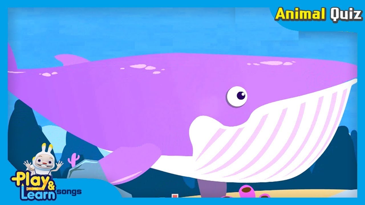 blue whale nursery rhymes | jjoy song - animal quiz song #6 - YouTube