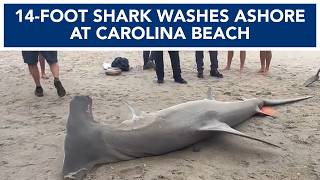 14-foot hammerhead shark washes ashore in Carolina Beach 14-foot hammerhead shark washes ashore in Carolina Beach